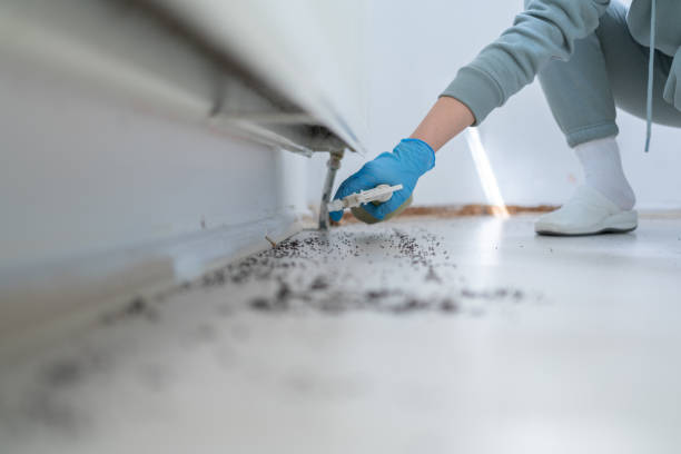 Best Affordable Pest Control Services  in Daleville, IN